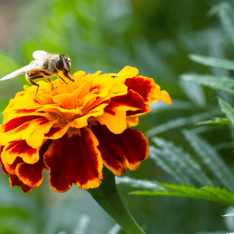 How to Grow French Marigolds - Gardeners Basics