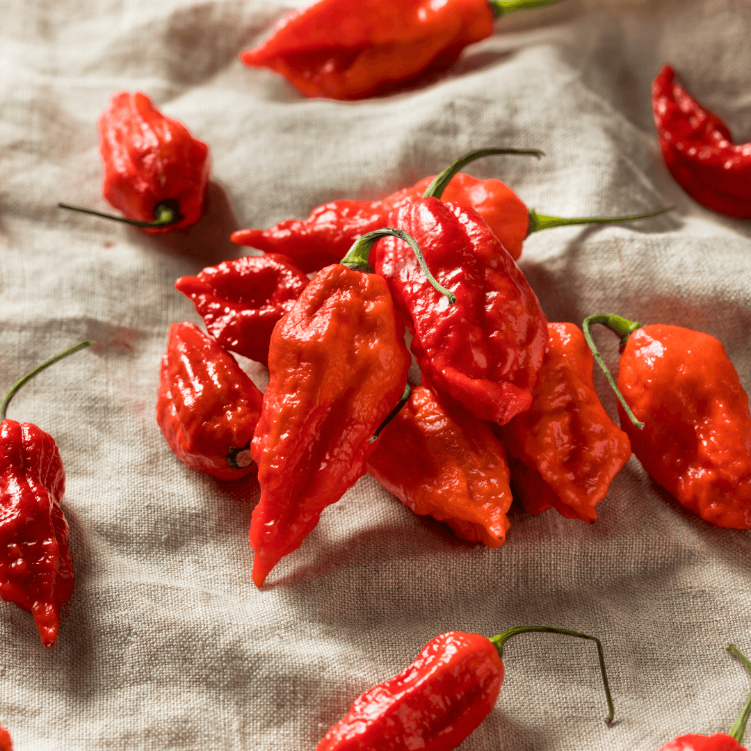 How to Grow Ghost Pepper Seeds: A Comprehensive Guide