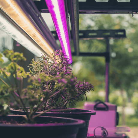 How to Hang Grow Lights: A Guide for Indoor Gardeners