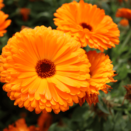 How to Sow Calendula Seeds Guide