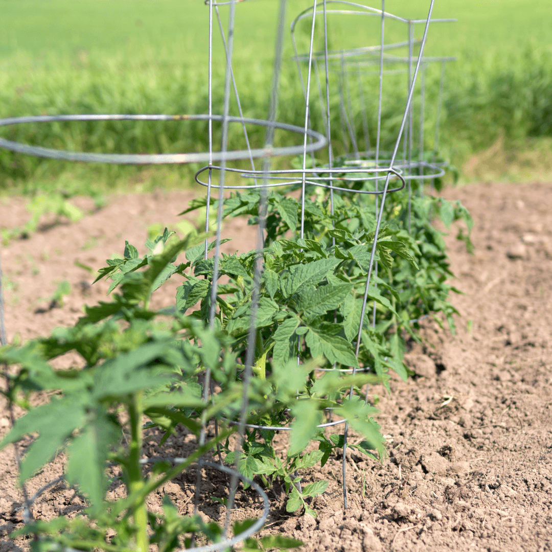How to Stake San Marzano Tomatoes