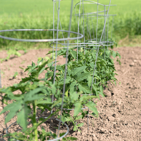 How to Stake San Marzano Tomatoes