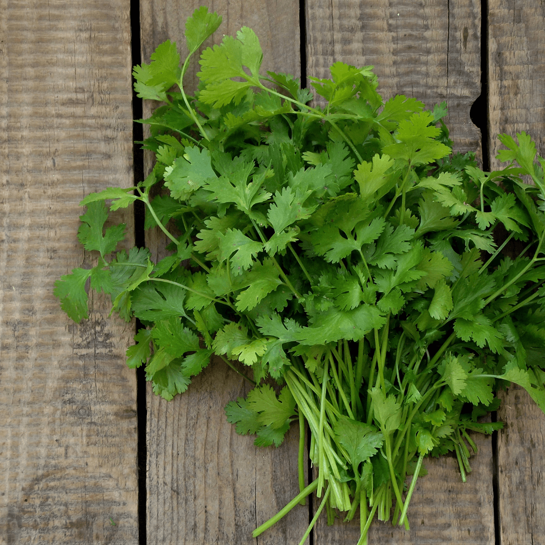 How to Start Cilantro Seeds Indoors