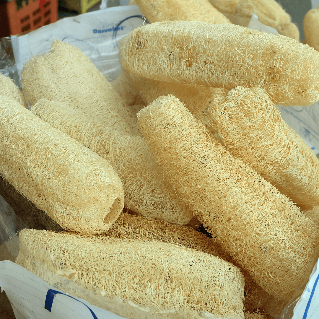 How to Start Luffa Seeds Indoors - Gardeners Basics