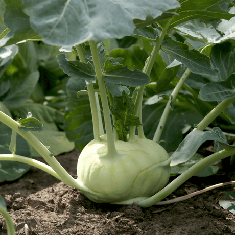 Turnip Companion Plants and Companion Planting
