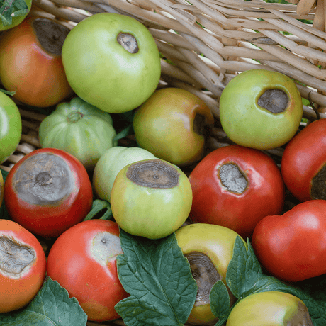 What Causes Tomato Blossom End Rot