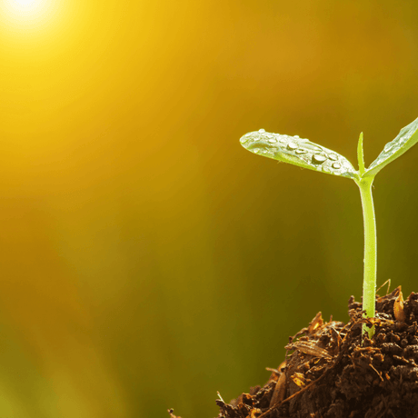 What Are Heirloom Seeds? An In-Depth Guide for Gardeners