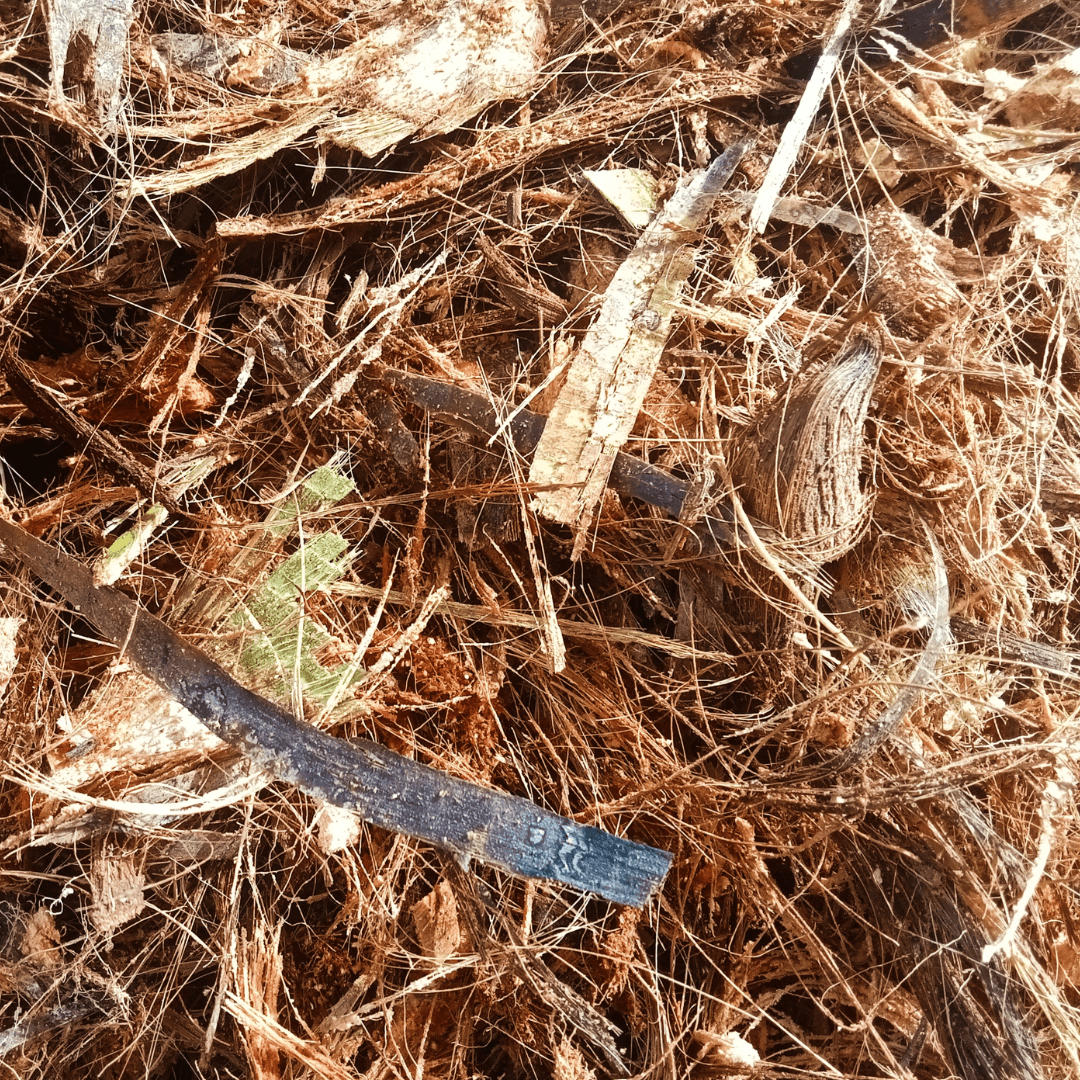 What is Coconut Coir?  A Complete Guide