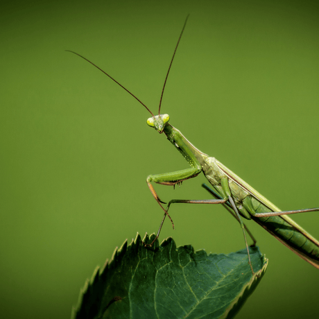 Which Insects are Well-Known Beneficial Insects of Gardens
