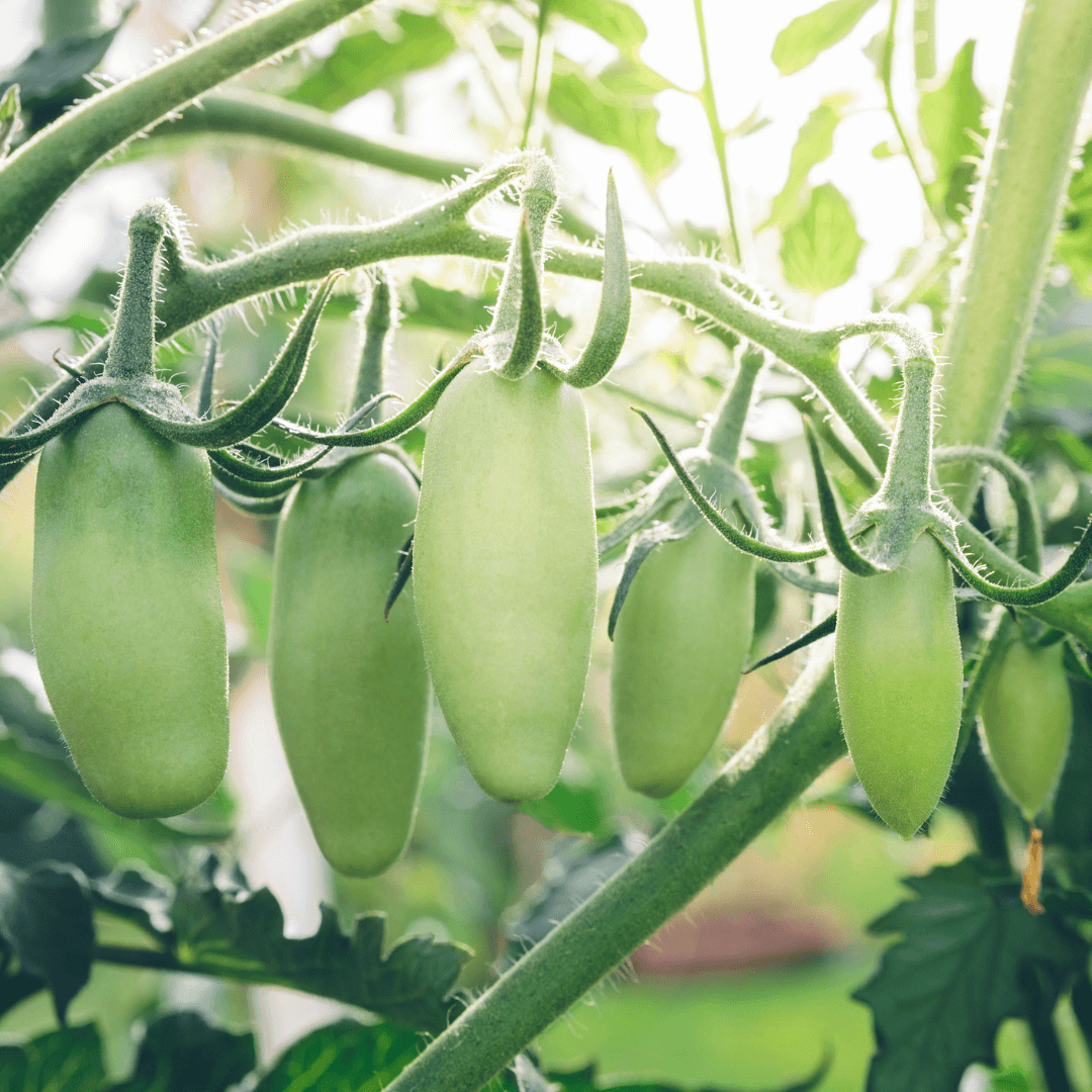 Are San Marzano Tomatoes Harder to Grow?