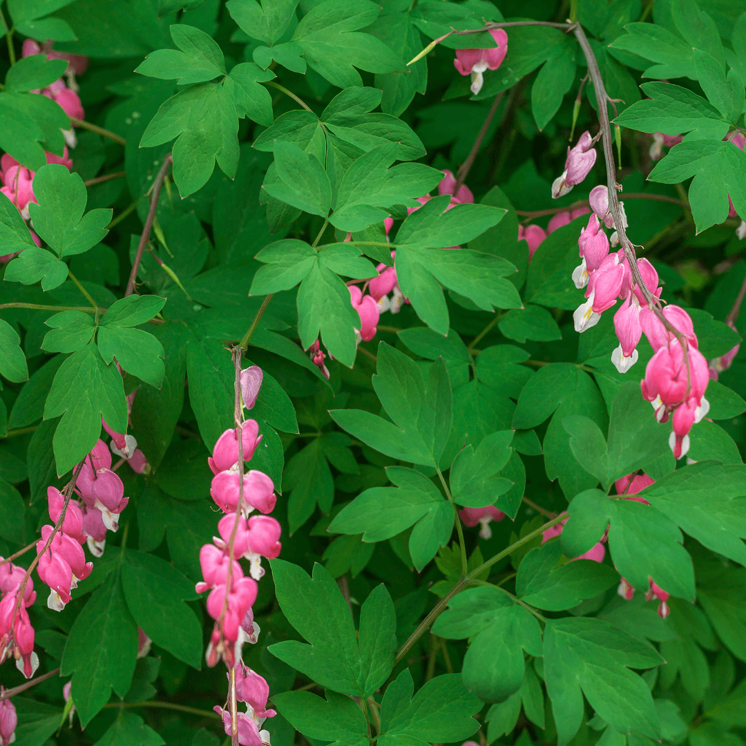 Flowers that Grow in the Shade
