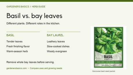 Basil versus bay leaves: kitchen uses and growing habits, with our Genovese basil seed packet