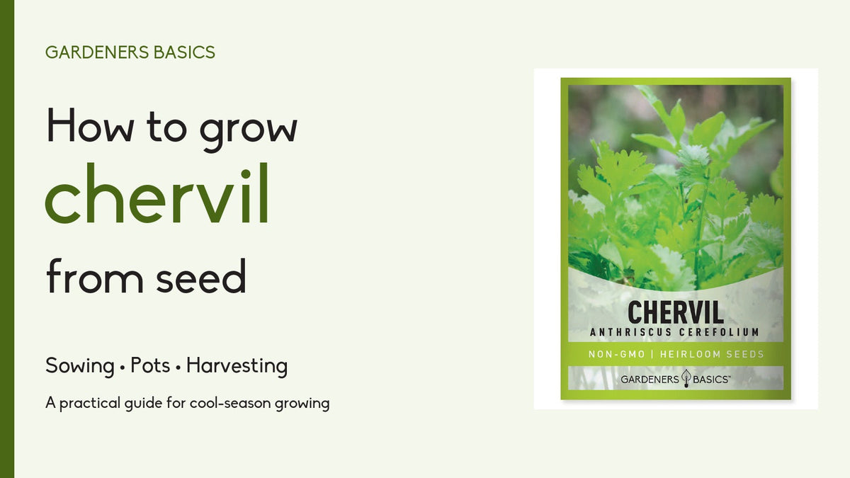 How to grow chervil from seed with the Gardeners Basics Chervil Seeds packet