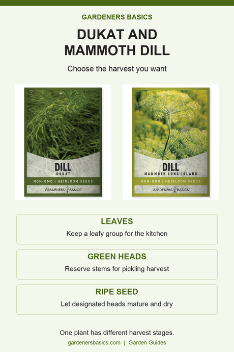 Dukat and Mammoth Long Island dill packet comparison and three harvest goals.