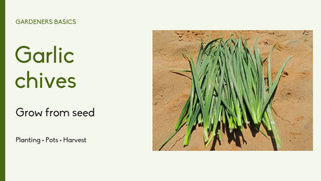 Garlic chives growing guide with harvested flat leaves from the product image library