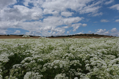 White anise flower clusters across a green field