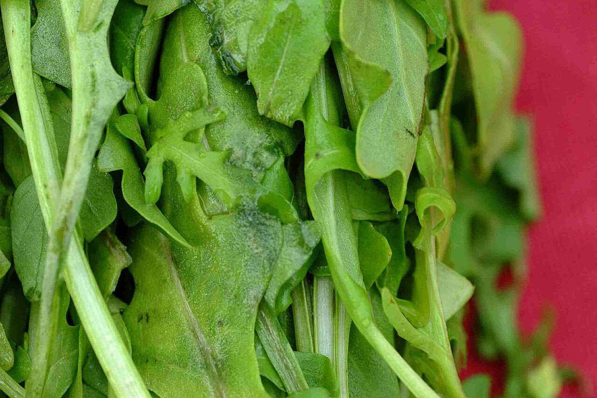 Freshly harvested green arugula leaves