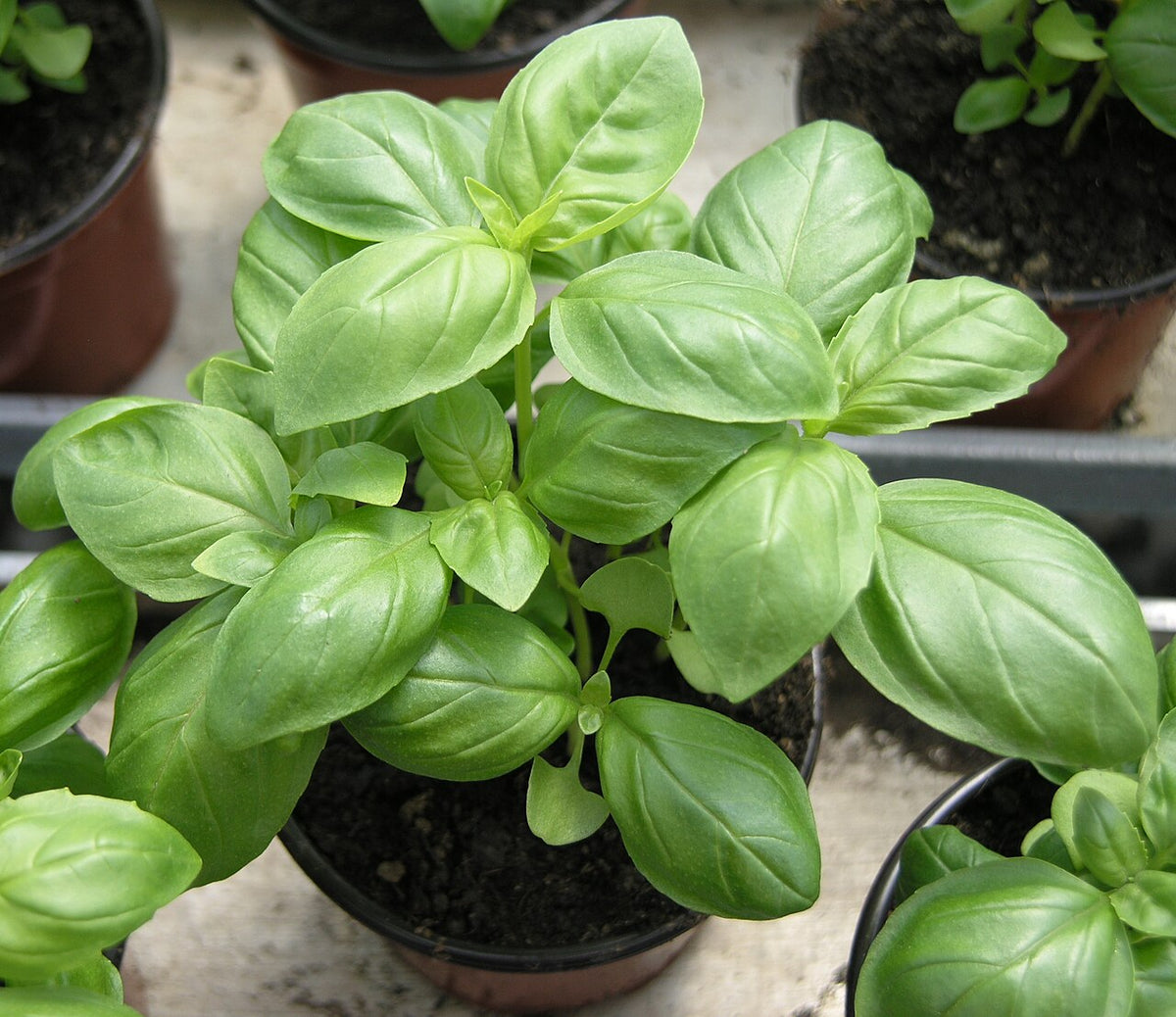 A potted basil plant with broad glossy green leaves