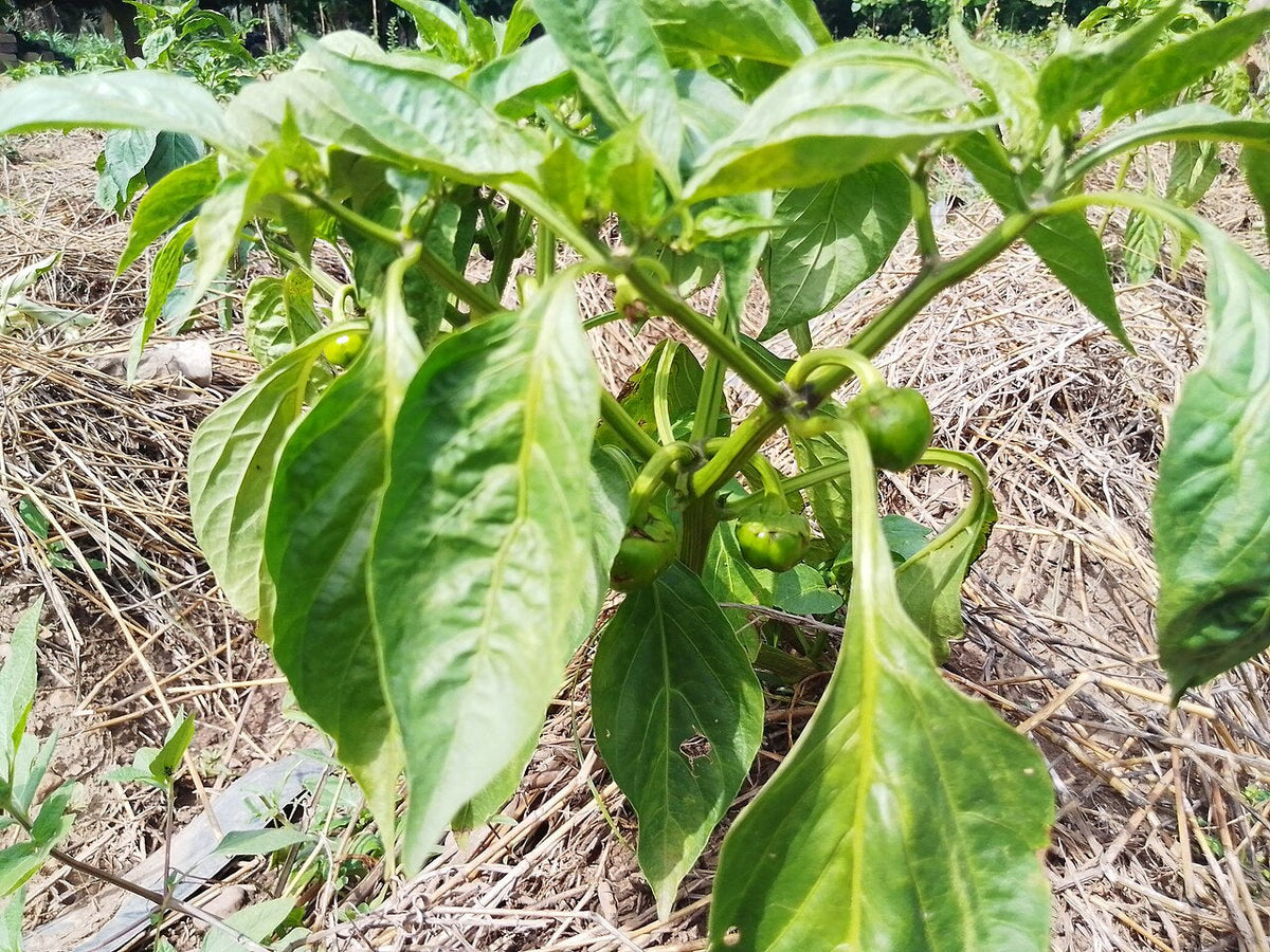A green bell pepper growing among leaves