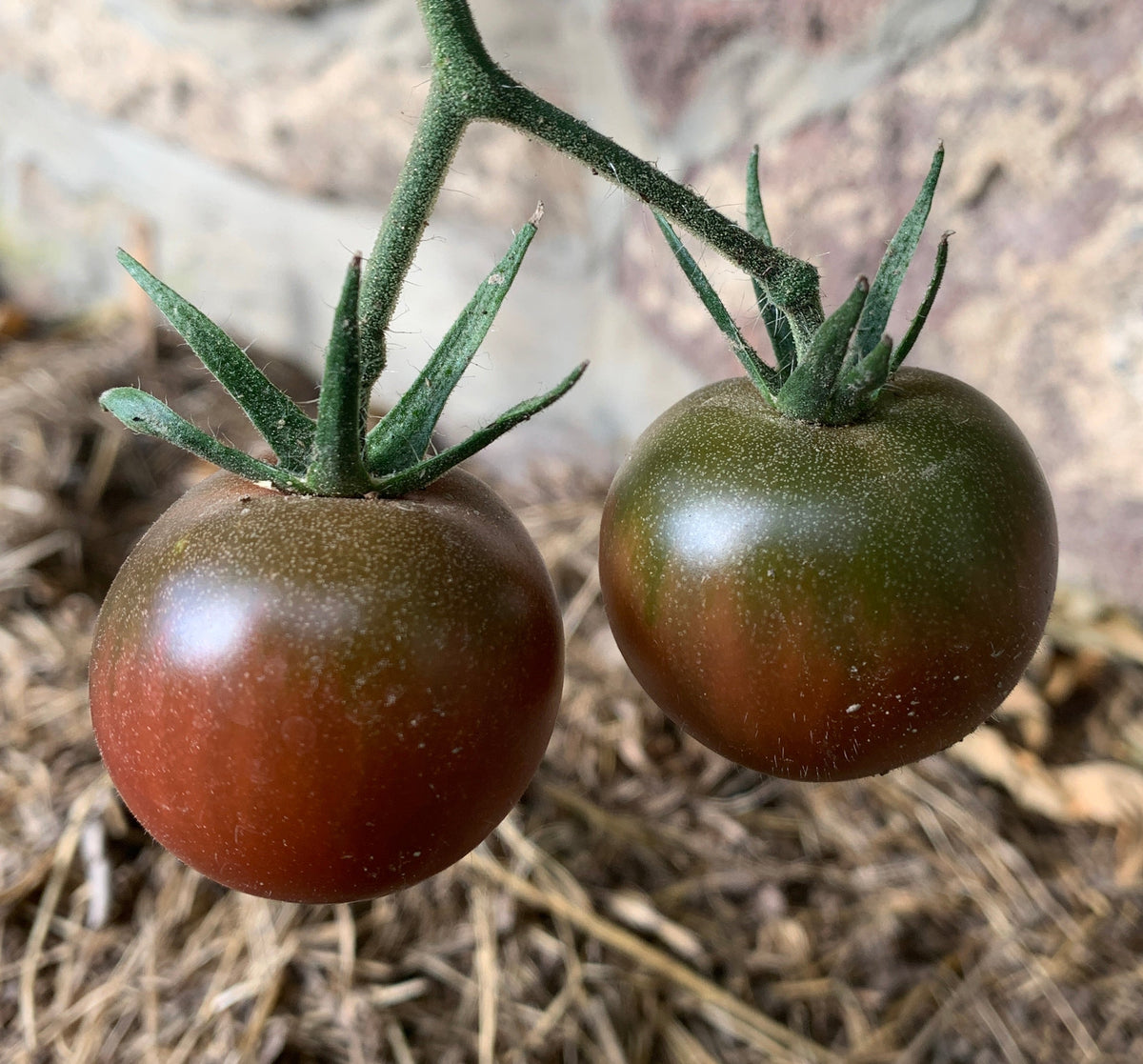 Two ripe brownish-purple cherry tomatoes with green shoulders on a vine
