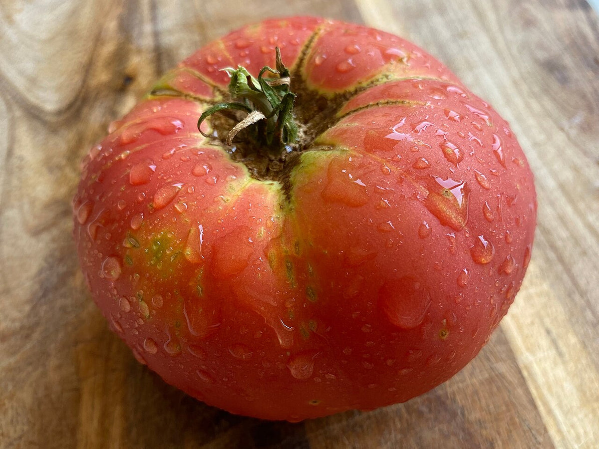 A large pink-red Brandywine tomato with water droplets