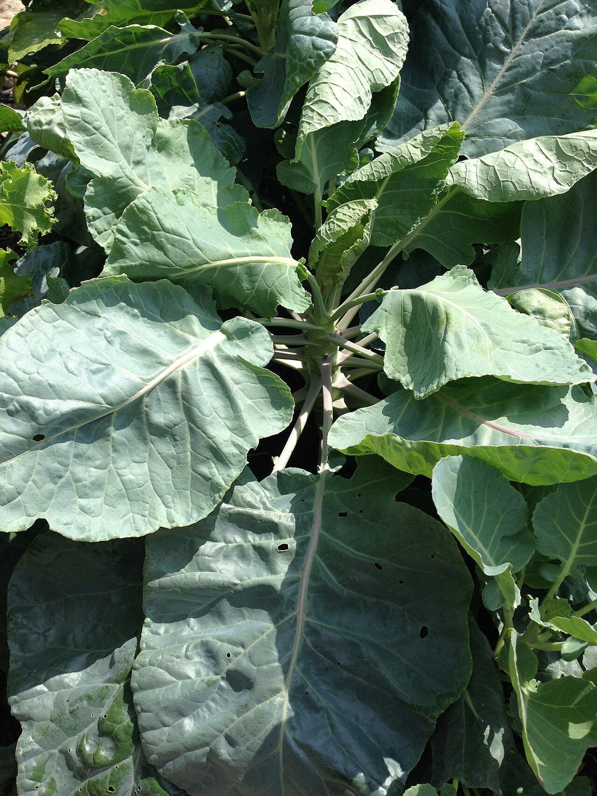 Brussels sprouts developing along a tall leafy stalk