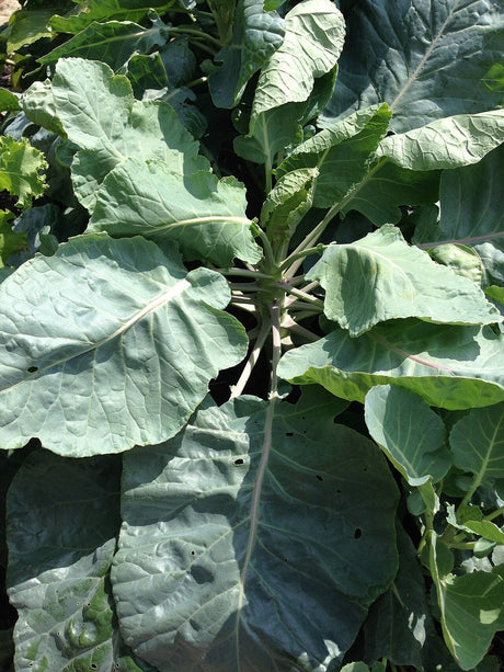 Brussels sprouts developing along a tall leafy stalk