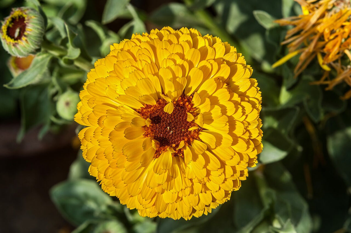 A golden-orange calendula flower with layered petals
