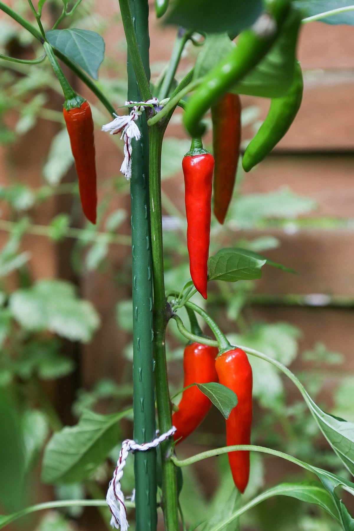 Long red cayenne peppers ripening on a supported plant