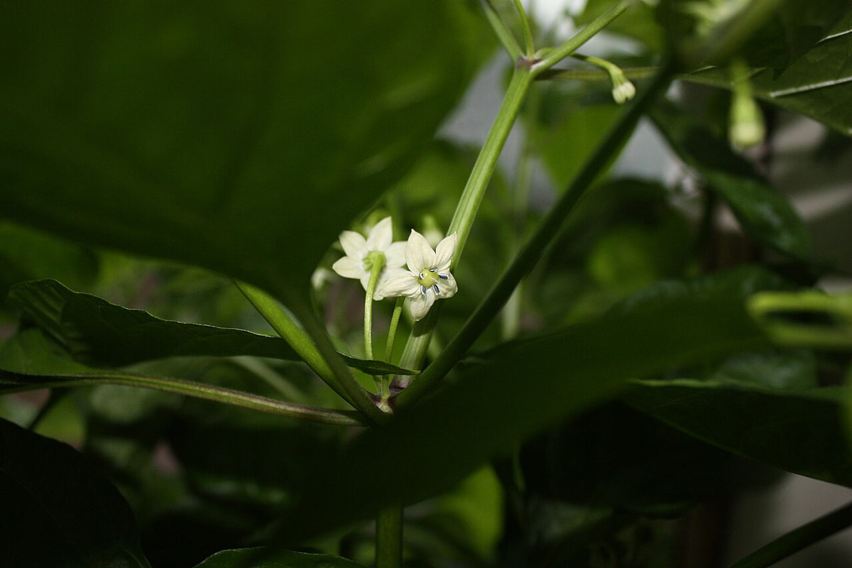 Cream-colored Capsicum chinense flowers among green pepper leaves