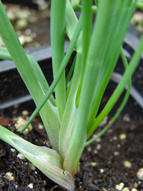 Tubular green chive leaves emerging from a clump