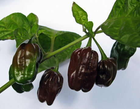 Chocolate-brown habanero peppers hanging from a leafy branch