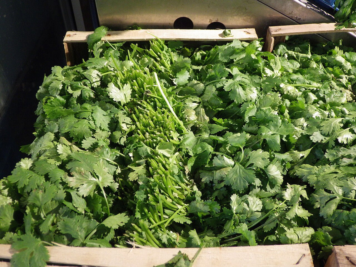 Fresh bunches of cilantro leaves