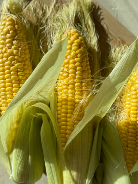 Yellow sweet-corn ears with green husks and silk