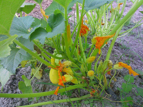 A young yellow crookneck squash beside its blossom