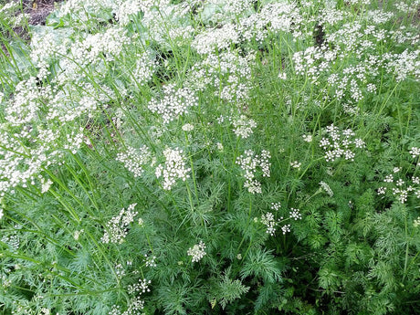 Cumin plants bearing small white flower clusters