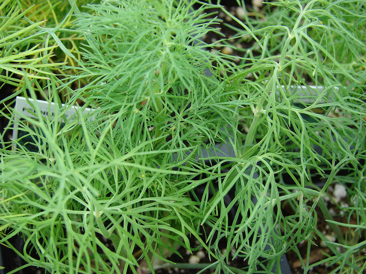 Fine feathery green dill foliage