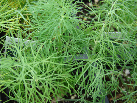 Fine feathery green dill foliage
