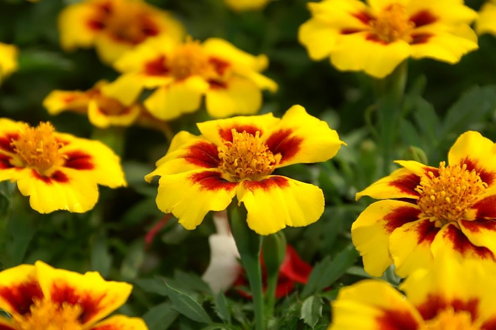 Yellow French marigold flowers with maroon markings around open centers