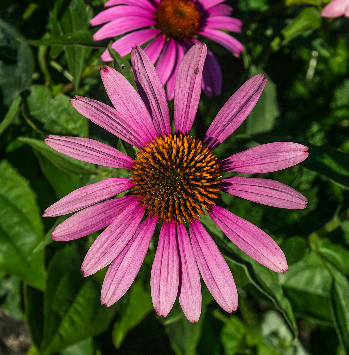 Pink-purple coneflower petals surrounding a raised central cone