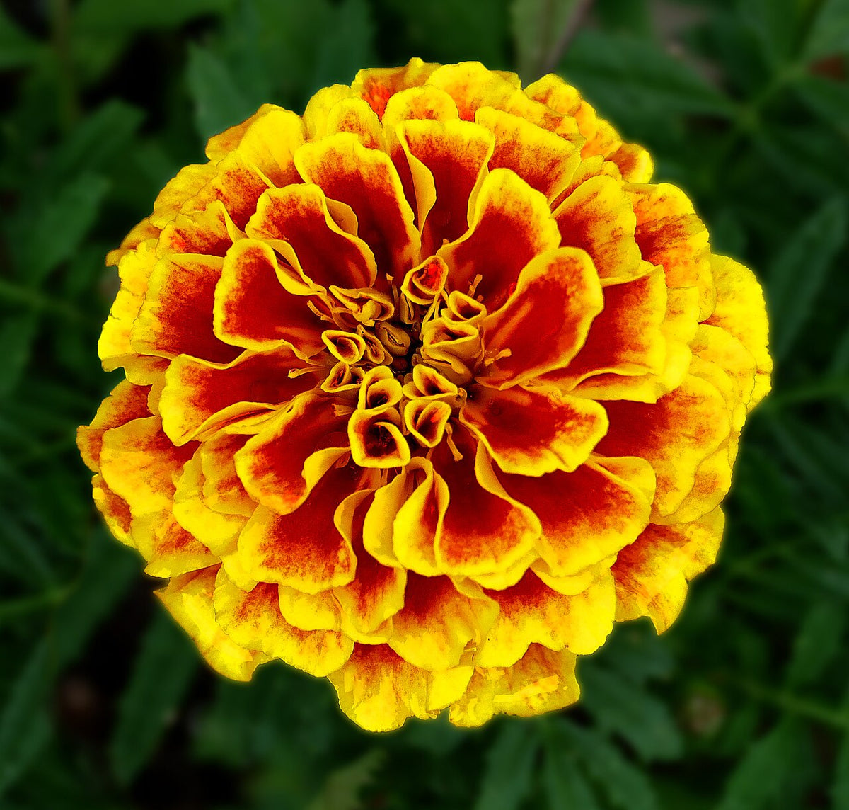 A double French marigold flower with red and yellow petals