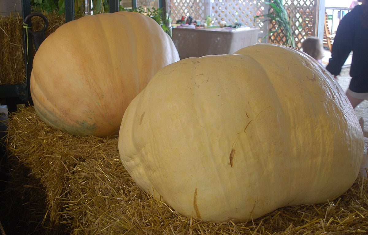 Two very large pale-orange pumpkins displayed on straw