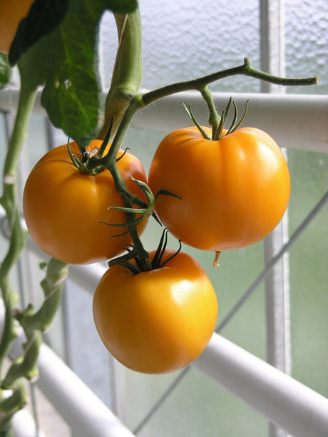 Round golden-yellow slicing tomatoes ripening on a vine