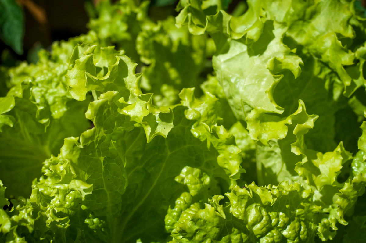 Close-up of light-green looseleaf lettuce with broad leaves and ruffled edges.