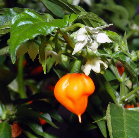 An orange habanero pepper growing beside white flowers