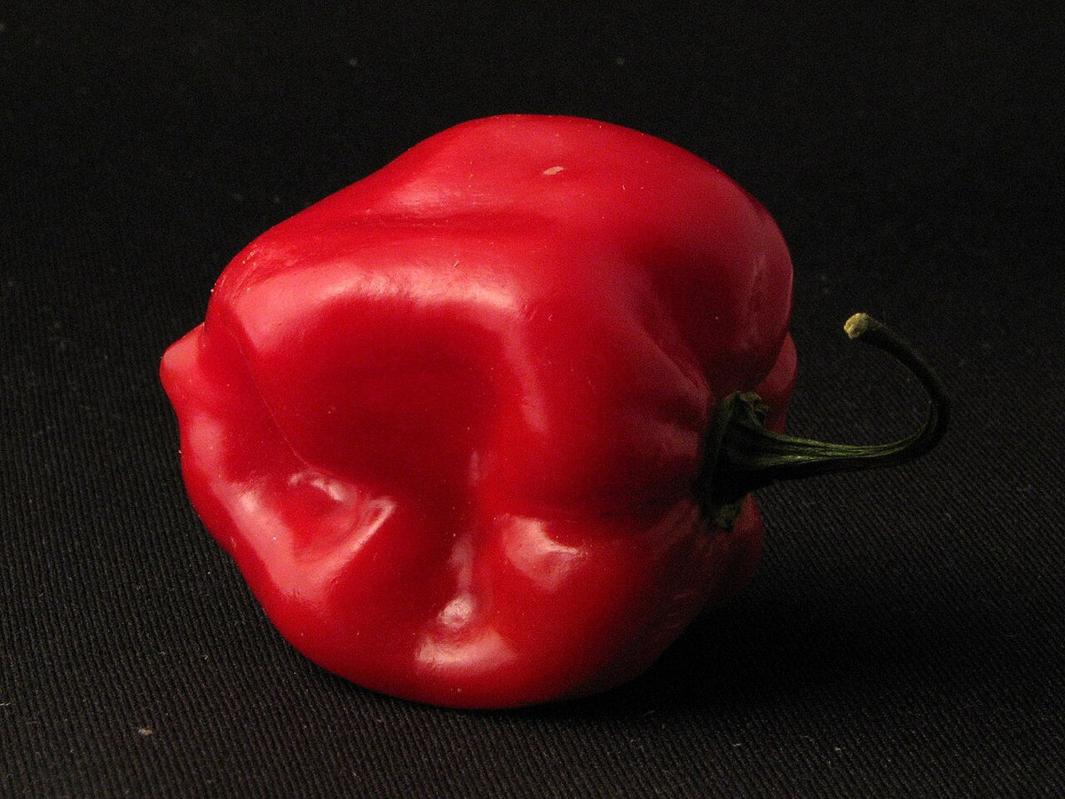 A ripe red habanero pepper against a dark background