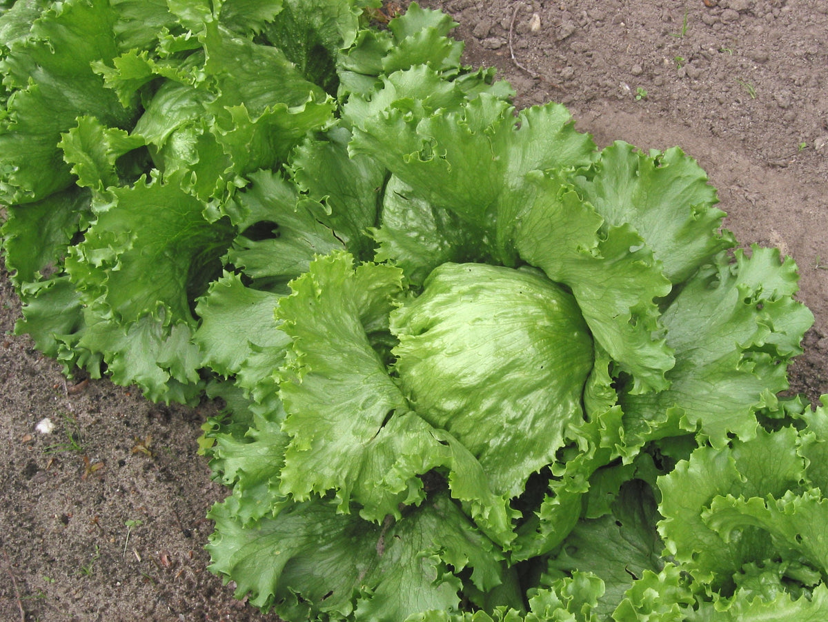A tightly formed pale green crisphead/iceberg lettuce head in garden soil, surrounded by broad wrapper leaves