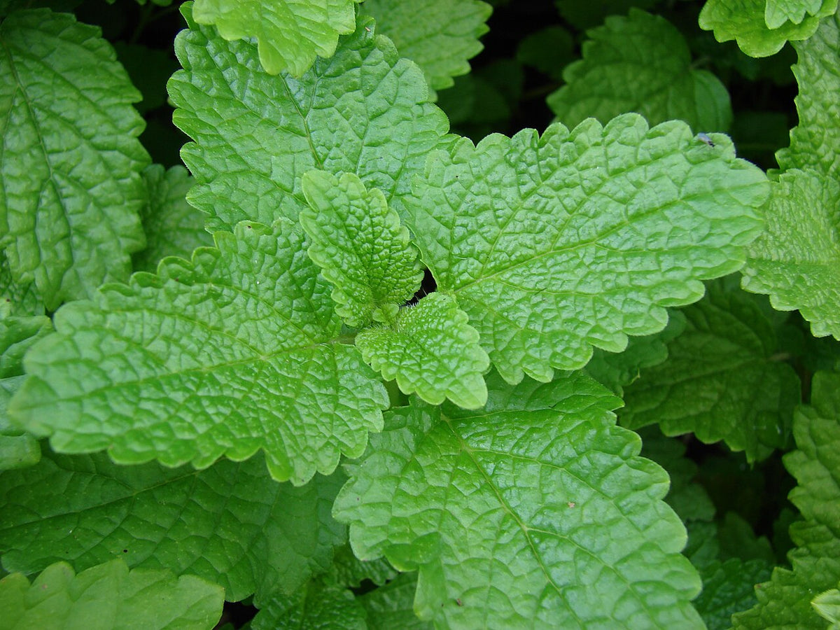 Green lemon balm leaves with toothed edges
