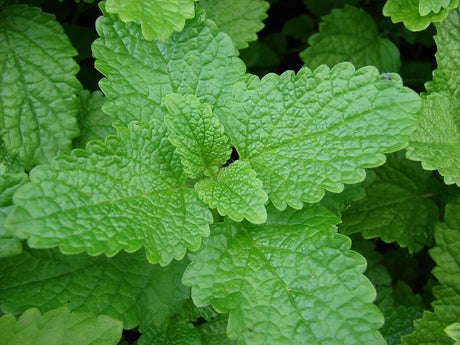 Green lemon balm leaves with toothed edges