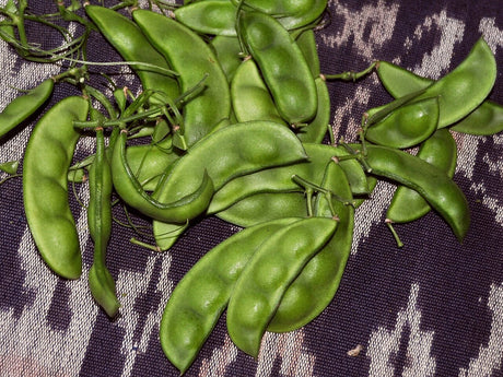 Fresh green lima bean pods with rounded developing seeds